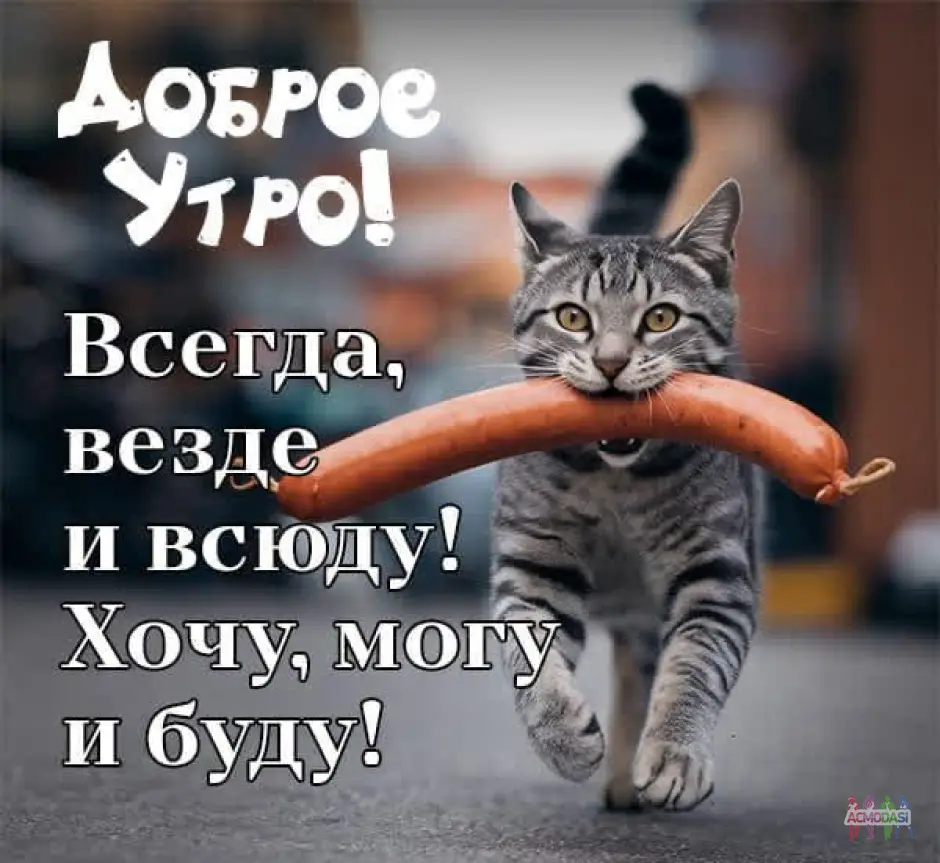 Блогер с КОТОМ требуется (возможно, начинающий), рекламные ролики для реалити-шоу.