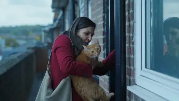 Коты в сериал