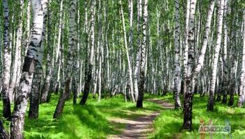 Съемка отзывов для препарата растительного происхождения