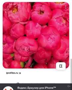 Олег Замиралин Влюблённость