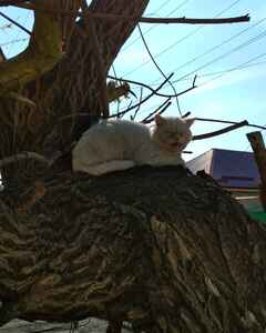 Aлександр Дадашев Раздражение