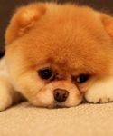 София Баженова Слёзы