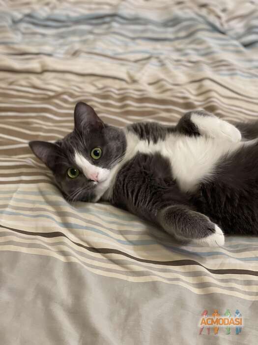 Симба  Вурста фото №1823501. Загружено 13 Октября 2022