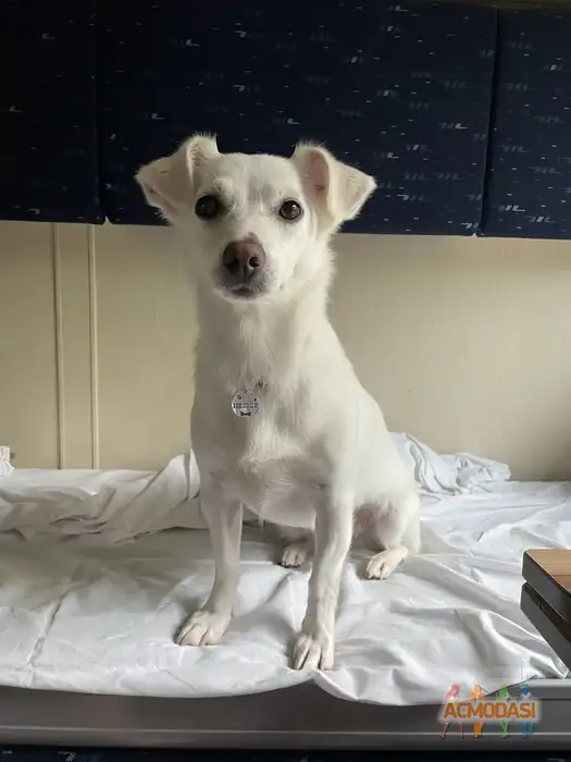 Малика   фото №1941159. Загружено 11 Ноября 2025