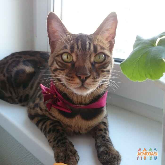 Ольга  Долматова фото №1478216. Загружено 27 Июня 2019