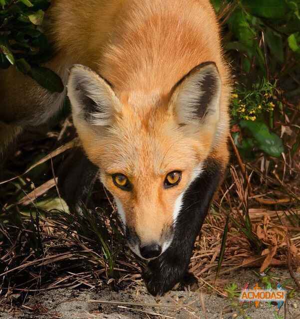 Диана  Олеговна фото №618334. Загружено 19 Марта 2014