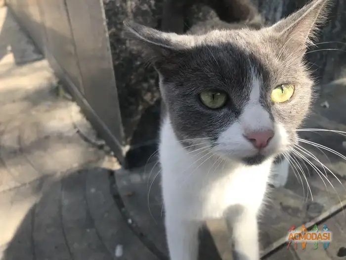 Бетельгейзе   фото №1938568. Загружено 13 Октября 2025