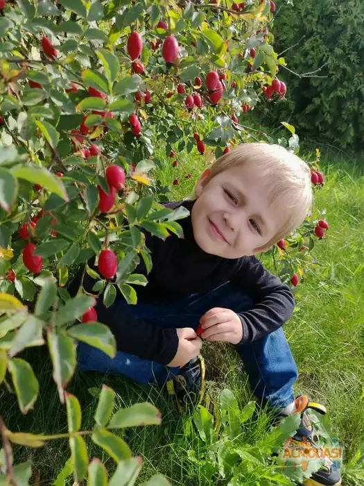 Добрыня Русский Богатырь Актёр кино, модель фото №1940305. Загружено 03 Ноября 2025