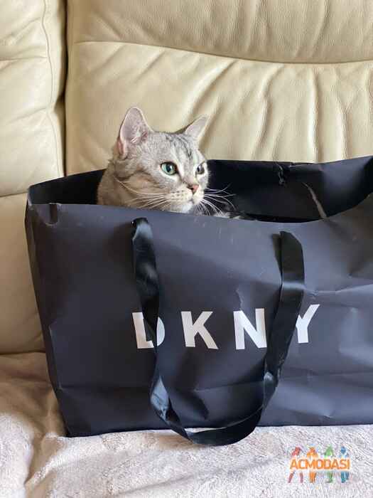 Бисквит Кот  фото №1595980. Загружено 02 Мая 2020