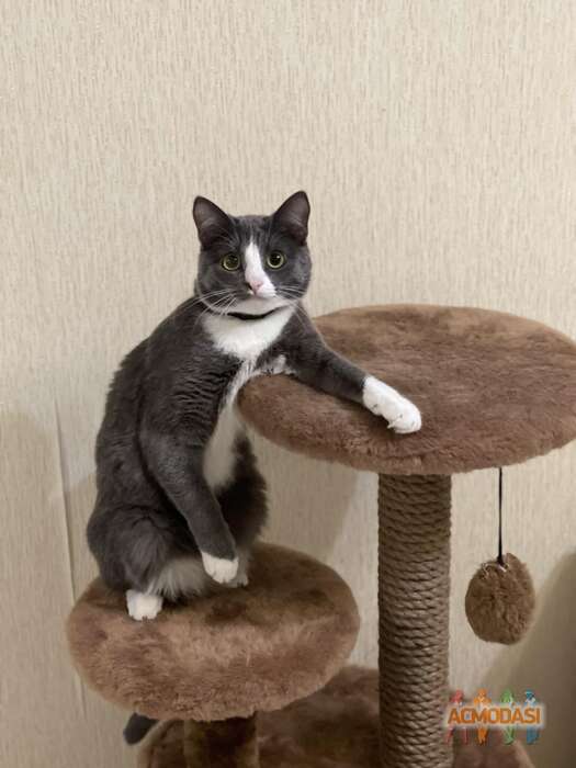 Симба  Вурста фото №1823499. Загружено 13 Октября 2022