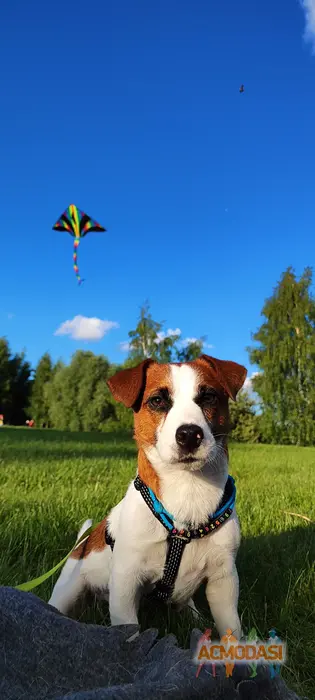 Порода "Джек Рассел терьер& Кличка: Пинки  фото №1864849. Загружено 21 Августа 2023