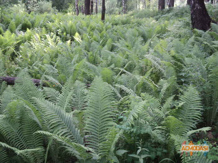 Пелагея  Луева фото №646511. Загружено 04 Мая 2014