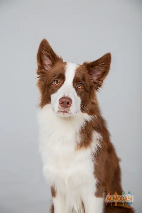 Ирина  Чикина фото №1912445. Загружено 20 Ноября 2024