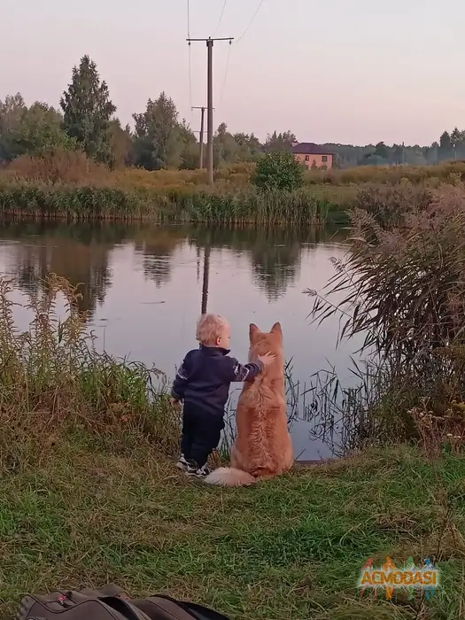 Матвей  Медовкин фото №1937512. Загружено 29 Сентября 2025