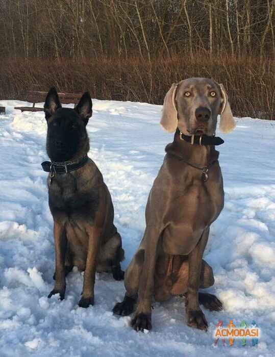 Джери Ли   фото №1507479. Загружено 04 Сентября 2019