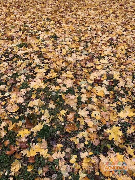 Ikky  Leo фото №1522926. Загружено 09 Октября 2019