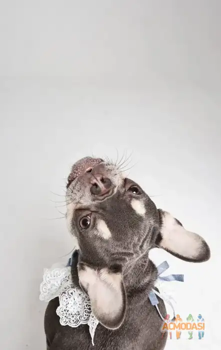 Французский бульдог Ева   фото №1937046. Загружено 23 Сентября 2025