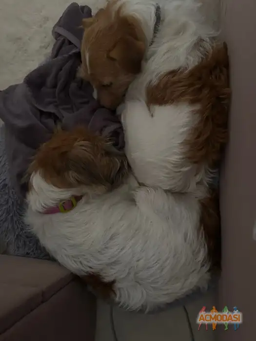 Кайли и блэйз Собаки породы джек Рассел терьер  фото №1941661. Загружено 17 Ноября 2025