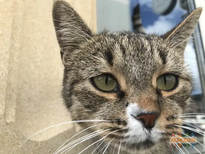 Каренвейзэ   фото №1938573. Загружено 13 Октября 2025