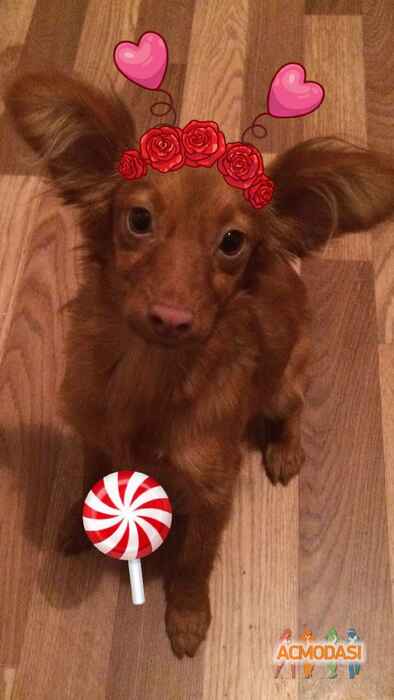 Ричи   фото №1291179. Загружено 22 Февраля 2018