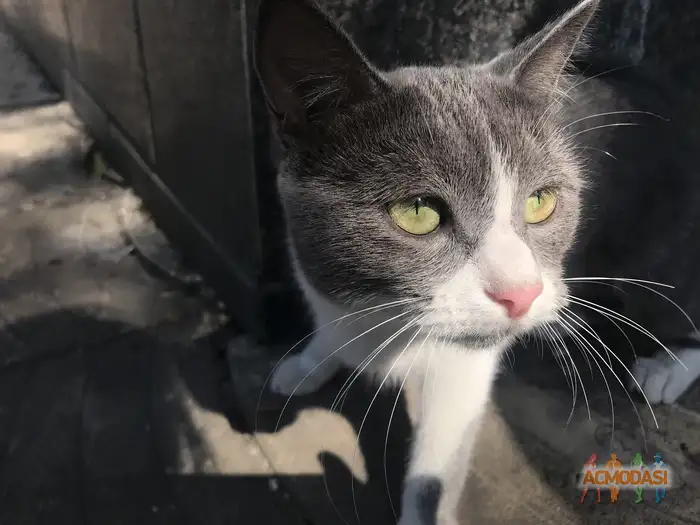 Бетельгейзе   фото №1938567. Загружено 13 Октября 2025