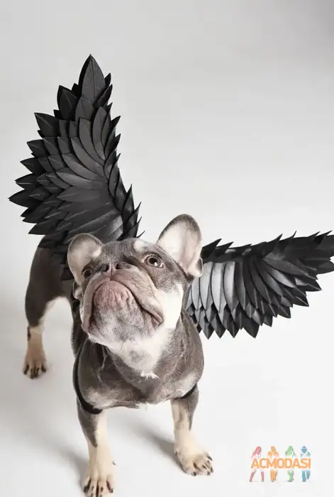 Французский бульдог Ева   фото №1937047. Загружено 23 Сентября 2025