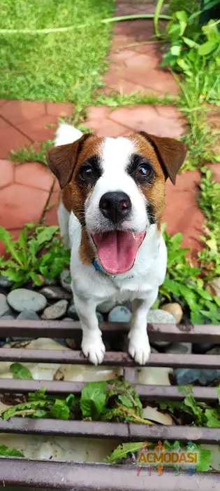 Порода "Джек Рассел терьер& Кличка: Пинки  фото №1864848. Загружено 21 Августа 2023
