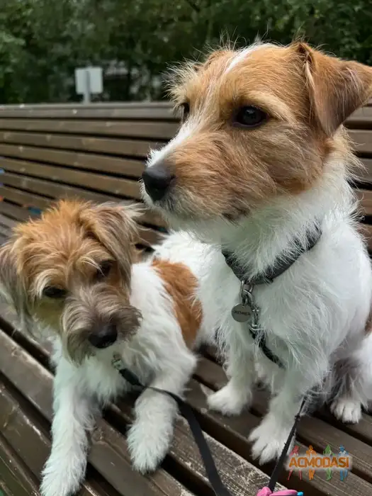 Кайли и блэйз Собаки породы джек Рассел терьер  фото №1941662. Загружено 17 Ноября 2025