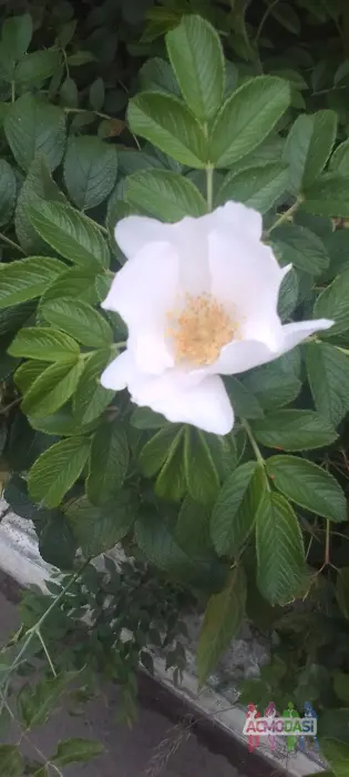 Ксения  Артамонова фото №1867056. Загружено 12 Сентября 2023