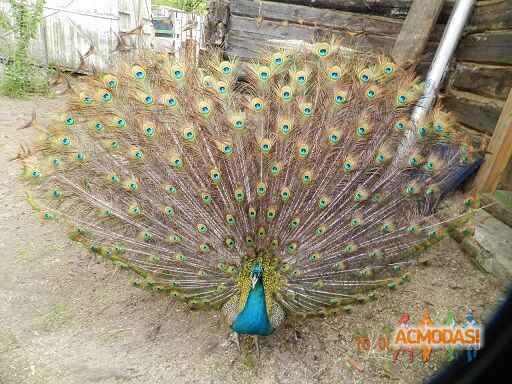 Татьяна   фото №837389. Загружено 22 Марта 2015