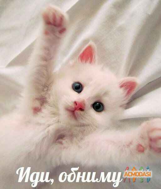 Галеченко Алина Сергеевна фото №762870. Загружено 30 Октября 2014