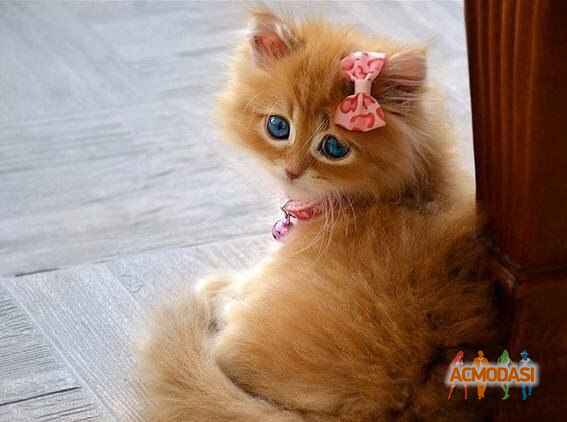 Василиса Антоновна Судник фото №601073. Загружено 20 Февраля 2014