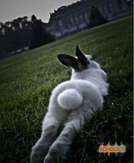 ibrahim   фото №898986. Загружено 03 Августа 2015