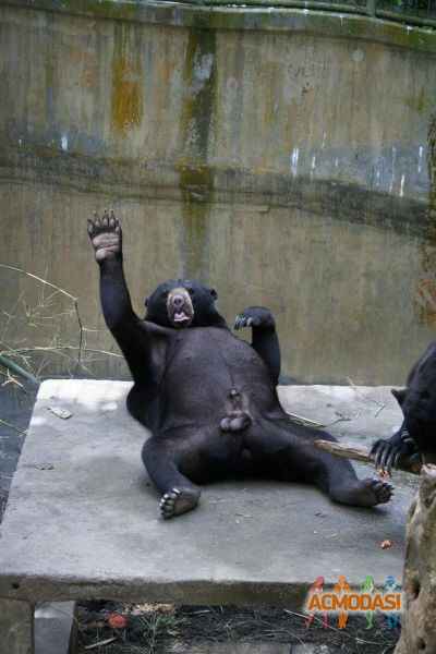 Ricki-Ticki Valo(Шепилов Виталий фото №630694. Загружено 06 Апреля 2014