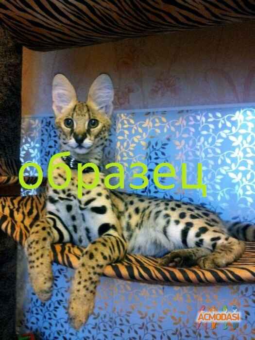 Алена   фото №230961. Загружено 30 Июля 2012