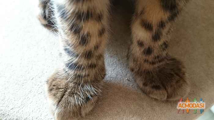 Ольга  Долматова фото №1478217. Загружено 27 Июня 2019