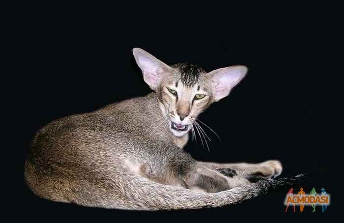 Oksa   фото №939960. Загружено 16 Октября 2015