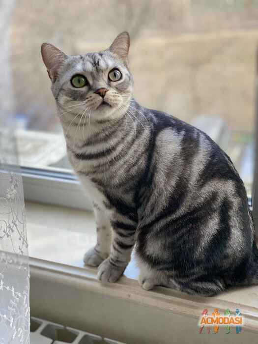 Бисквит Кот  фото №1595981. Загружено 02 Мая 2020