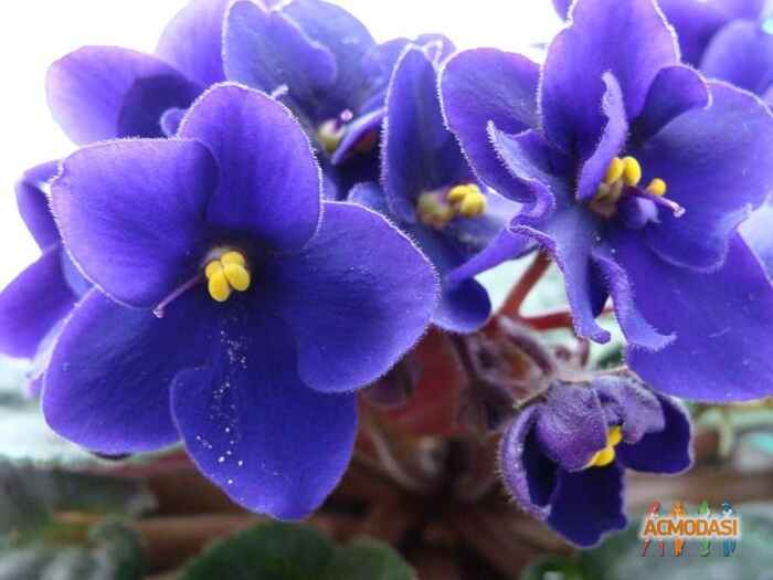 Продюсерский  Центр фото №631230. Загружено 07 Апреля 2014