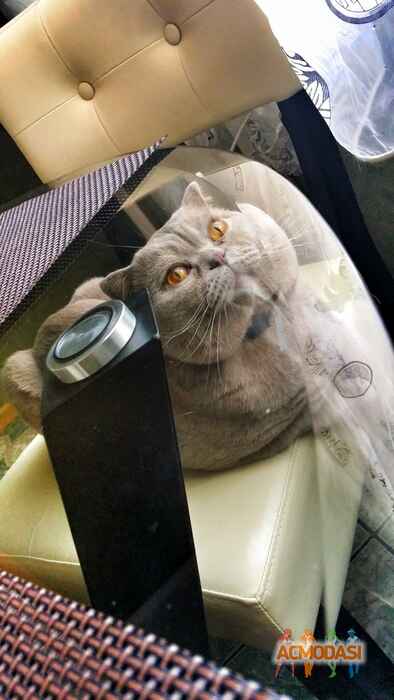 Кот  ТОМАС фото №909928. Загружено 21 Августа 2015