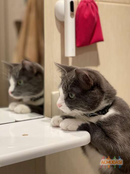 Симба  Вурста фото №1823500. Загружено 13 Октября 2022