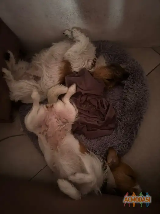 Кайли и блэйз Собаки породы джек Рассел терьер  фото №1941663. Загружено 17 Ноября 2025