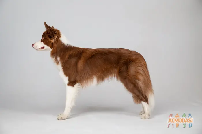 Ирина  Чикина фото №1912446. Загружено 20 Ноября 2024