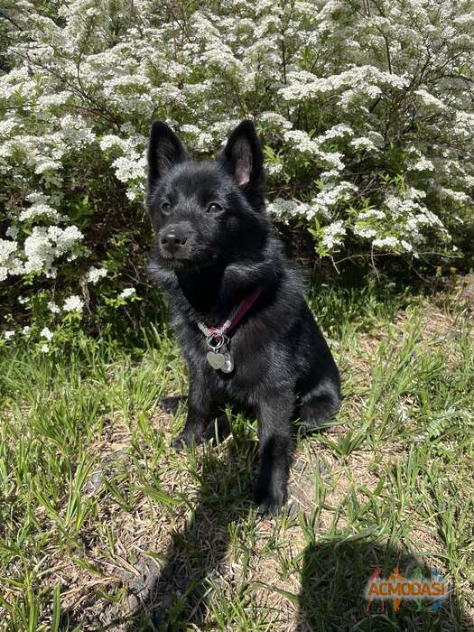 Собака шипперки Пума   фото №1856963. Загружено 07 Июня 2023