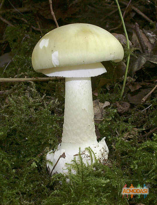 Larmasinter  Sr-Q фото №293880. Загружено 20 Ноября 2012