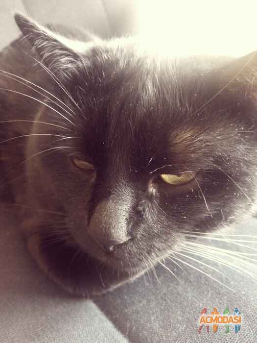 Алексей  Чувид фото №880832. Загружено 30 Июня 2015