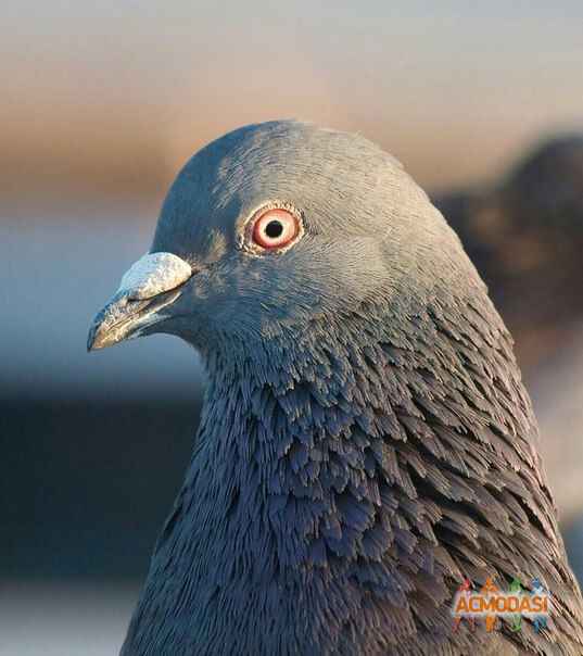 Альбина  Щукина фото №942462. Загружено 21 Октября 2015