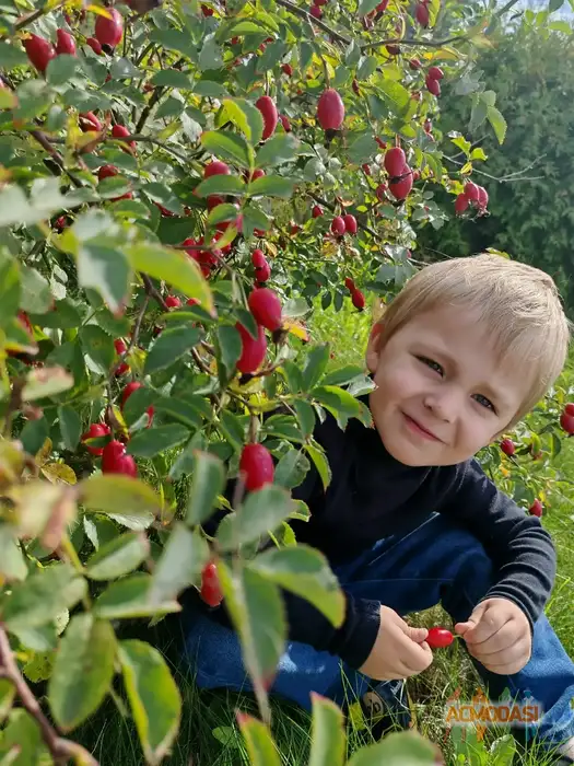 Добрыня Русский Богатырь Актёр кино, модель фото №1940308. Загружено 03 Ноября 2025