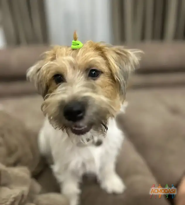 Кайли и блэйз Собаки породы джек Рассел терьер  фото №1941664. Загружено 17 Ноября 2025