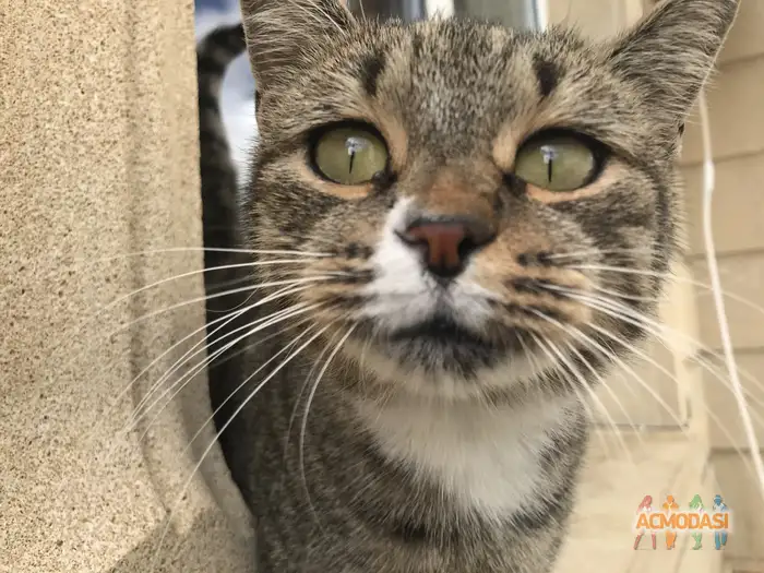 Каренвейзэ   фото №1938572. Загружено 13 Октября 2025